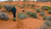 PICTURES/Coral Pink Sand Dunes/t_Sharon On Trail.JPG